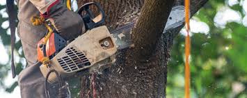 Best Tree Preservation Services  in Mason, TX