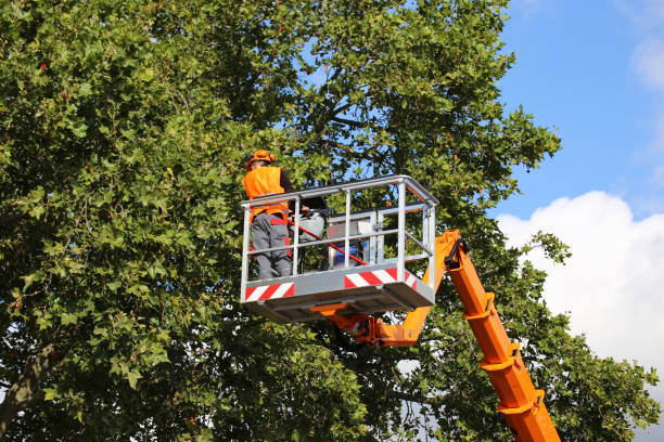 Best Commercial Tree Services  in Mason, TX