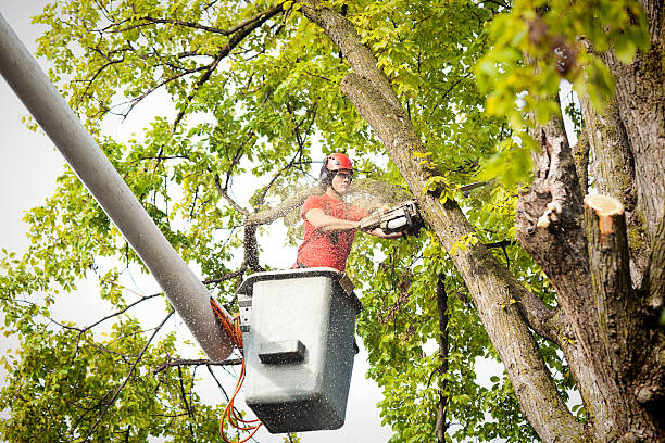 Best Hedge Trimming  in Mason, TX