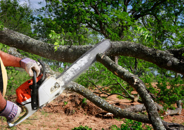 Best Tree Removal  in Mason, TX